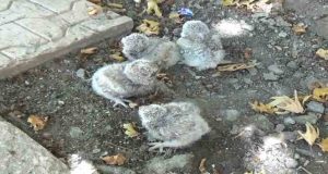 Tunceli’de annelerinin terk ettiği yavru baykuşlar koruma altına alındı