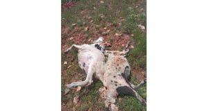 Ağın’da etkili olan fırtına ve yağmur sebebiyle 10 koyun telef oldu