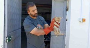 Tunceli’de annesini kaybeden yavru tilki, doğa korumaya emanet