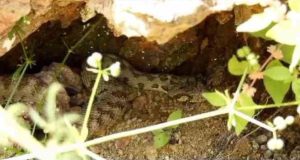 Tunceli’de kocabaş yılanı doğa fotoğrafçısı Muzaffer Akyüz tarafından görüntülendi