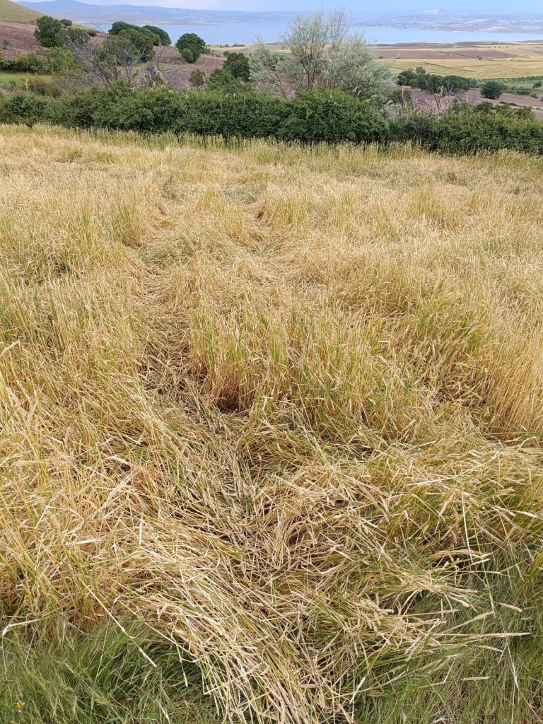 Dolu darbeleri başakları kırdı. Bazı ekili alanlar zarar gördü