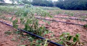 Pertek ilçesinde dün öğleden sonra etkili olan dolu, ekili alanlara hasar verdi