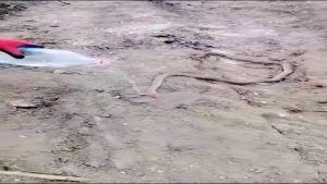 Bitkin haldeki dev yılanı su vererek kendine getirmeye çalıştılar