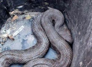 Araç içerisinde sıkışan dev yılan, ekipler tarafından kurtarıldı