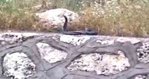 Yılanların dansı Çemişgezekli minik Aras’ın objektifine takıldı