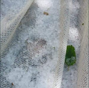 Türkiye’nin Dut merkezi, Çemişgezek Ulukale köyünü dolu vurdu