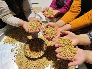 Hasat dönemindeki zamansız yağışlar, dutun rekoltesini düşürdü