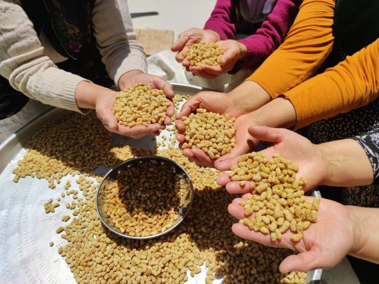 Hasat dönemindeki zamansız yağışlar, dutun rekoltesini düşürdü