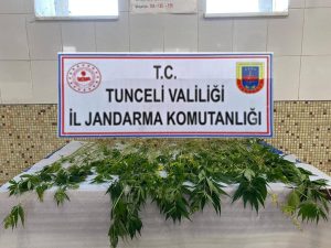 Tunceli’de Jandarmanın ev aramasında 227 kök kenevir bitkisi ele geçirildi