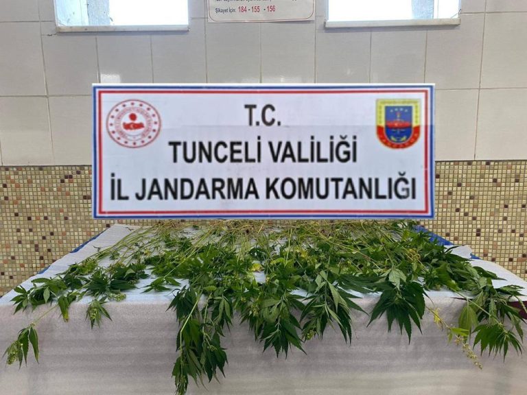 Tunceli’de Jandarmanın ev aramasında 227 kök kenevir bitkisi ele geçirildi