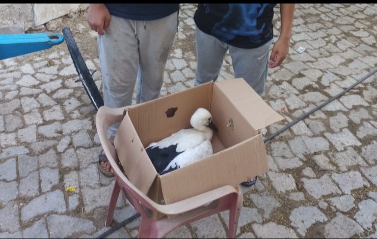 Bacağı kırık halde bulunan yavru leyleğe gençler sahip çıktı
