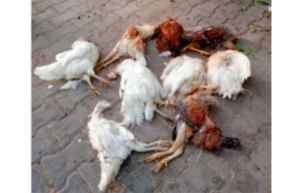 Elazığ’da sokak köpekleri 150 tavuğu telef etti