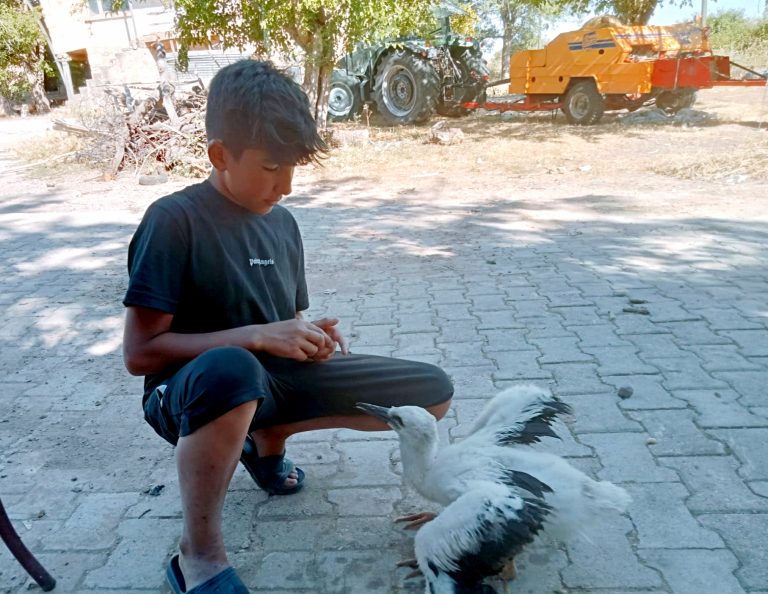 Yavru leyleği elleriyle besliyor: “Babam ona her gün balık getiriyor”