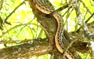 Türkiye’nin en büyük yılan türünden olan sarı yılan Tunceli’de görüntülendi