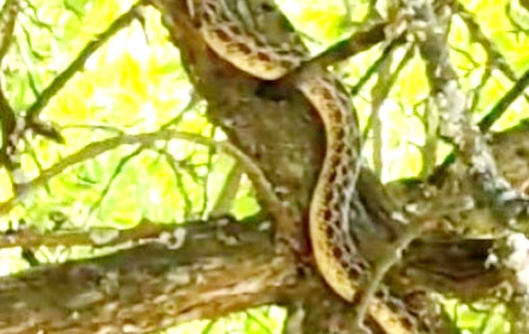 Türkiye’nin en büyük yılan türünden olan sarı yılan Tunceli’de görüntülendi