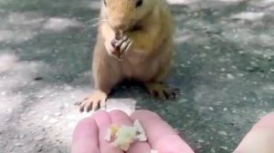 Sevimli sincap, piknikçilerin avucunda karnını doyurdu