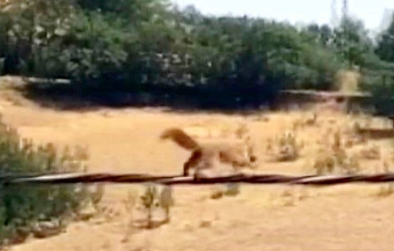 Yer Mazgirt ilçesi. Sincap Tan elektrik direğinde akrobasi