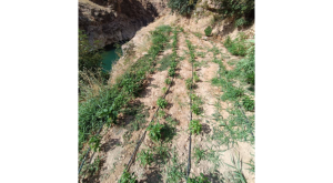 Damla sulama sistemiyle kenevir yetiştiren şüpheli suçüstü yakalandı