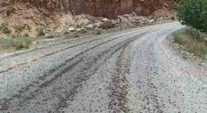 Hozat’a bağlı köy yolunu çekirge sürüsü kapladı