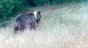 Tunceli’de boz ayı, yaban keçisini avlarken görüntülendi