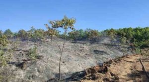Nazımiye ilçesinde çıkan yangın büyümeden söndürüldü