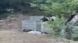 Tunceli’de piknik yapan vatandaşlara ‘ayı’ sürprizi