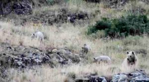 Tunceli’de anne bozayı, 3 yavrusu ile birlikte görüntülendi