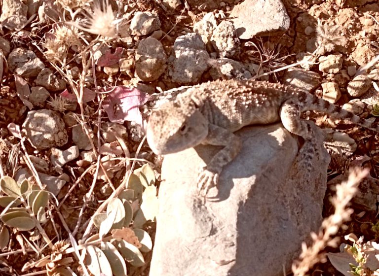 Tunceli’de ’bozkır keleri’ fotoğraflandı