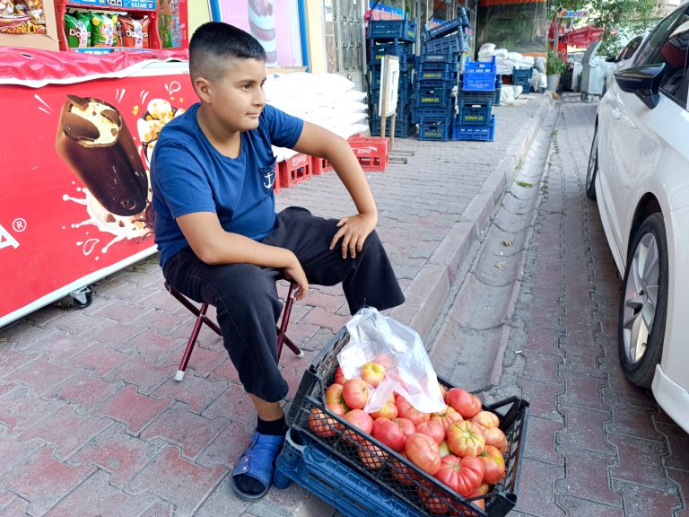 Ata tohumu organik pembe domates satarak okul harçlığını çıkartıyor