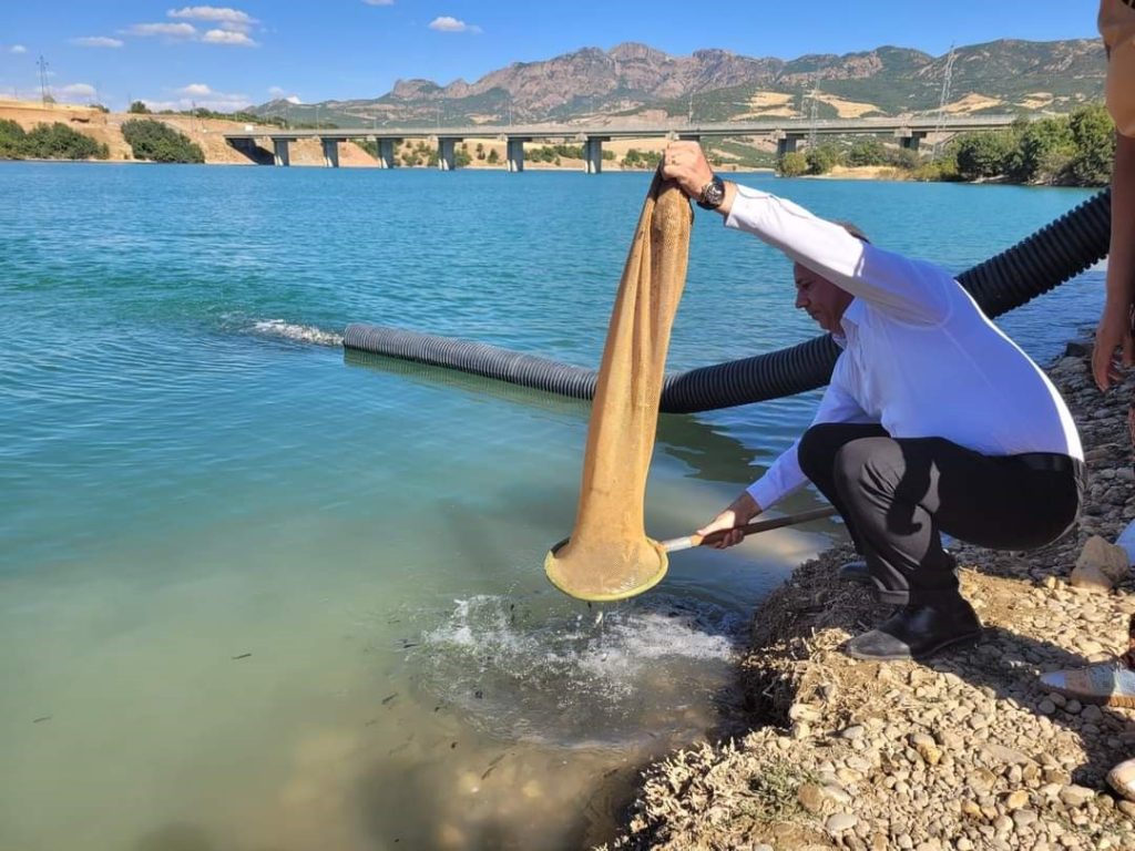 Tunceli’de baraj gölü ve gölete bir buçuk milyon sazan bırakıldı