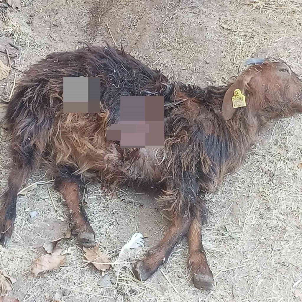 Tunceli’de ağıla giren ayı hayvanları telef etti