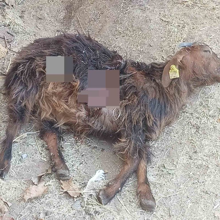 Tunceli’de ağıla giren ayı hayvanları telef etti