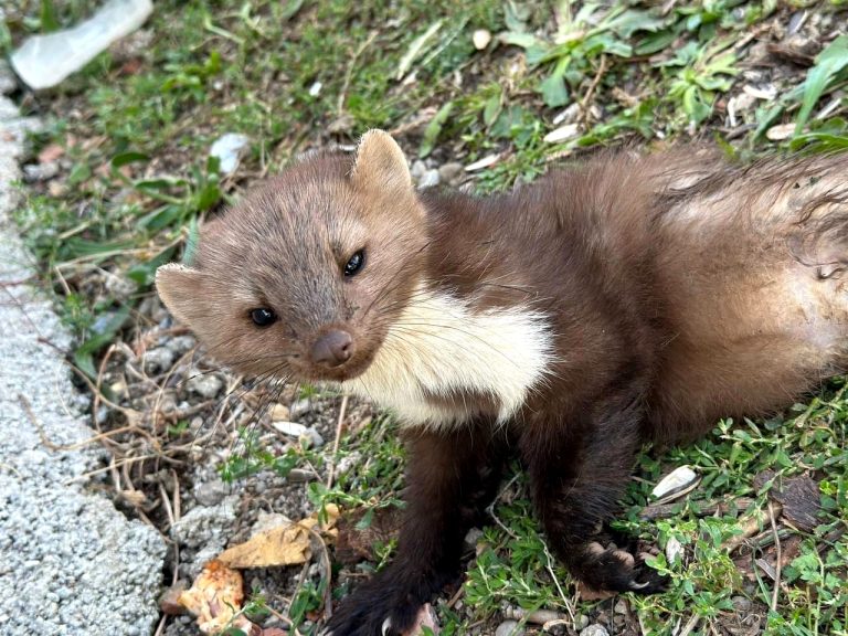 Tunceli’de yaralı halde kaya sansarı bulundu