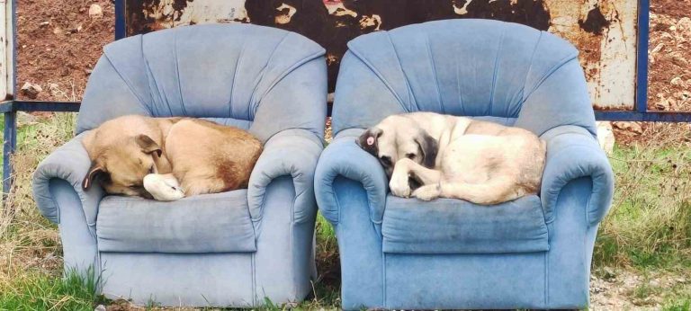 Tunceli’de iki sokak köpeği, soğuktan korunmak için otobüs durağını seçti