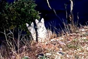 Tunceli’de kırmızı listede yer alan anne ve yavru vaşak görüntülendi