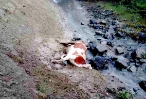Tunceli’de ayılar kış uykusu öncesi vatandaşların hayvanlarına zarar verdi