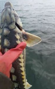 Görüntü Tunceli’den. Havyarı 2 milyon liraya kadar çıkan balık, şekli ve büyüklüğü ile şaşırttı