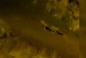 Aç kalan çakallar yerleşim yerinde yiyecek aradı