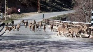 Yaban keçilerinin köprü üzerinde renkli görüntüleri