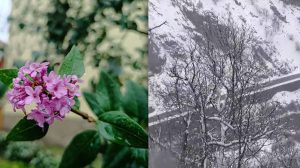 Tunceli’de kara kış yüzünü gösterirken, Çemişgezek’te leylak ağacı yeniden çiçek verdi