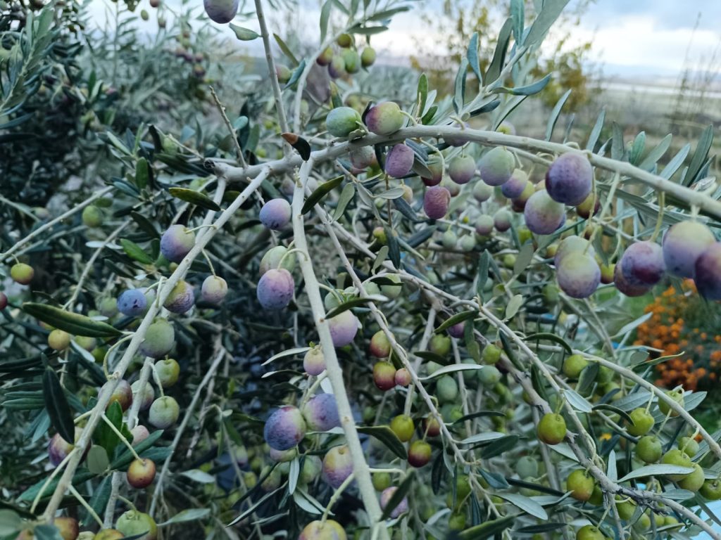 Çemişgezek’te vatandaşların deneme amaçlı diktiği zeytinler yetişti