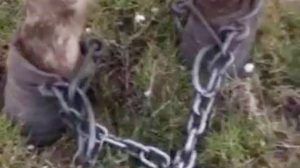 Atı ayaklarından zincirleyip ölüme terk ettiler