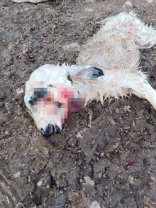 Çemişgezek’te çift başlı kuzu dünyaya geldi