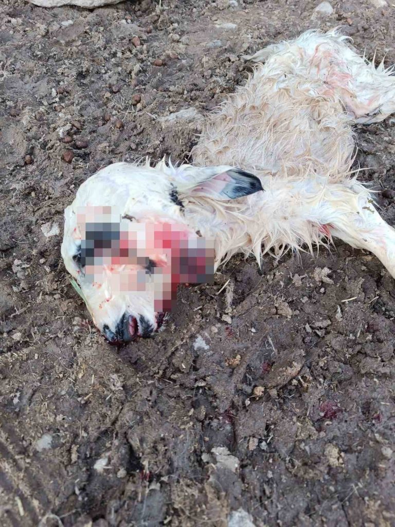 Çemişgezek’te çift başlı kuzu dünyaya geldi