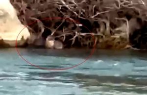 Pülümür Çayı’nda nesli tükenme tehlikesi bulunan su samuru görüntülendi