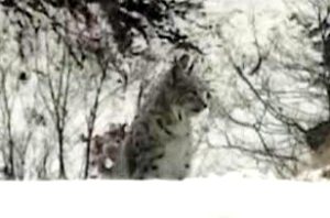 Tunceli’de kırmızı listedeki vaşak görüntülendi