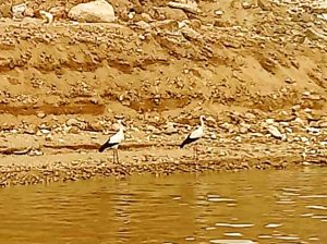 Görüntü Tunceli Çemişgezek’ten… Leylekler mevsimleri karıştırdı