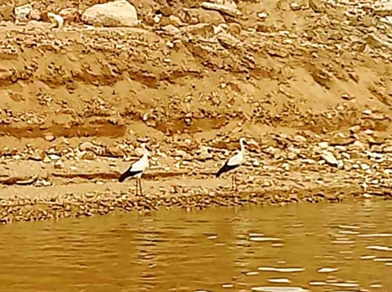 Görüntü Tunceli Çemişgezek’ten… Leylekler mevsimleri karıştırdı