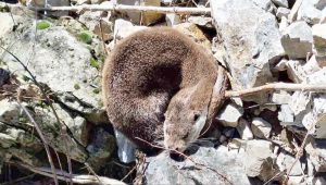 Tunceli’de güneş altında uyku keyfi yapan su samuru kameraya yansıdı