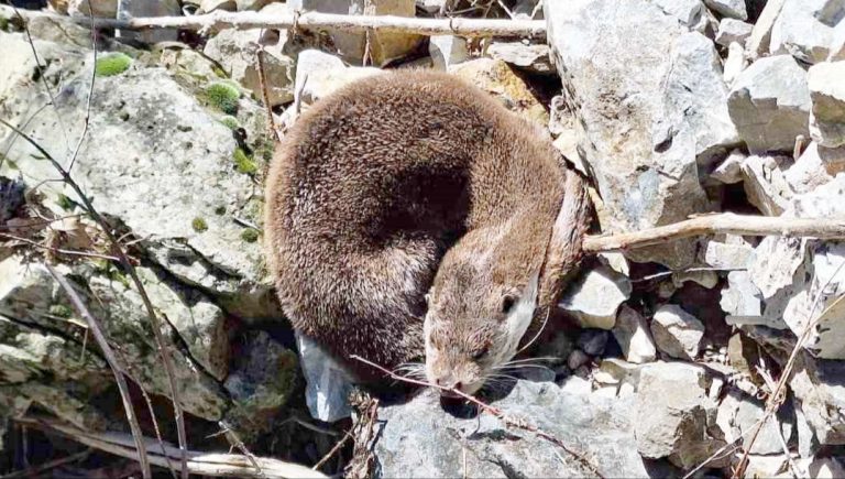 Tunceli’de güneş altında uyku keyfi yapan su samuru kameraya yansıdı
